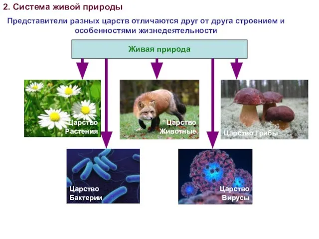 Живая природа 2. Система живой природы Представители разных царств отличаются друг от