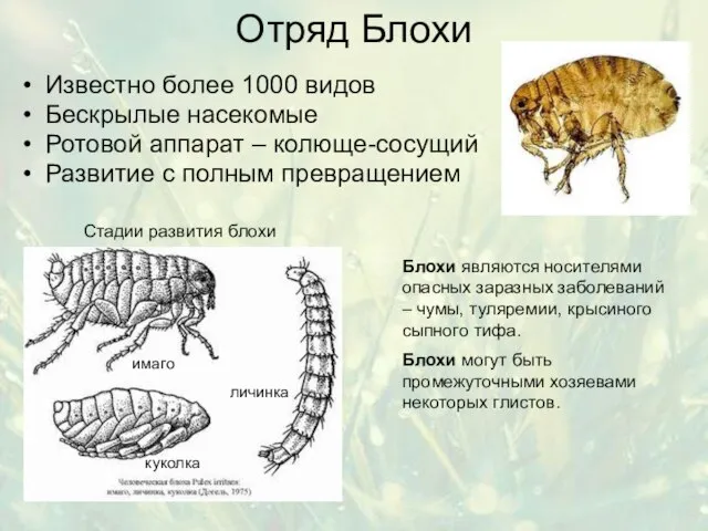 Отряд Блохи Известно более 1000 видов Бескрылые насекомые Ротовой аппарат – колюще-сосущий