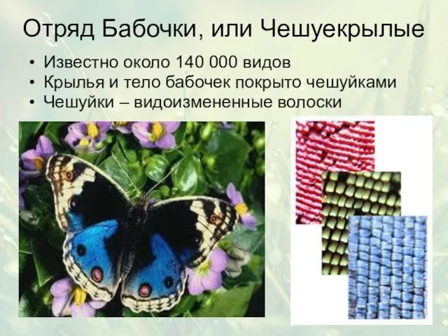 Отряд Бабочки, или Чешуекрылые Известно около 140 000 видов Крылья и тело
