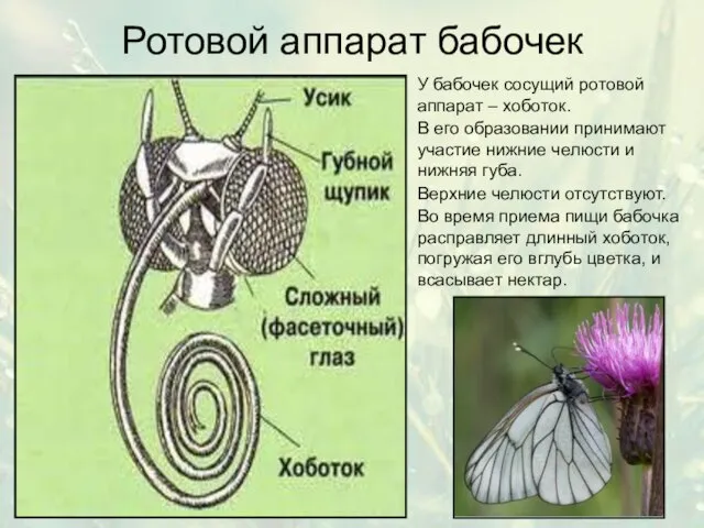 Ротовой аппарат бабочек У бабочек сосущий ротовой аппарат – хоботок. В его