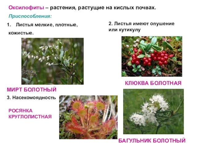 Оксилофиты – растения, растущие на кислых почвах. Приспособления: Листья мелкие, плотные, кожистые.
