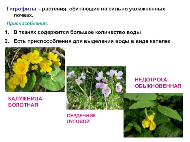 Гигрофиты – растения, обитающие на сильно увлажненных почвах. Приспособления: В тканях содержится