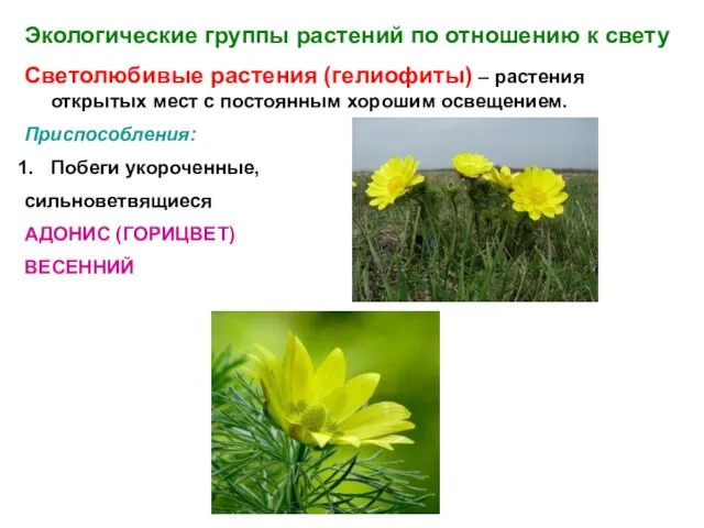Экологические группы растений по отношению к свету Светолюбивые растения (гелиофиты) – растения