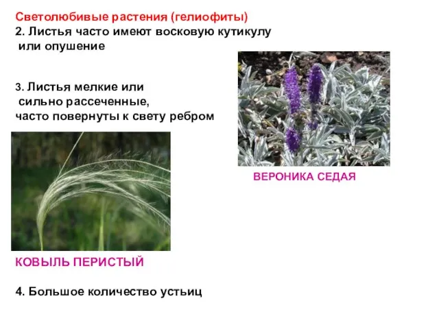 Светолюбивые растения (гелиофиты) 2. Листья часто имеют восковую кутикулу или опушение 3.