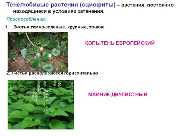 Тенелюбивые растения (сциофиты) – растения, постоянно находящиеся в условиях затенения. Приспособления: Листья