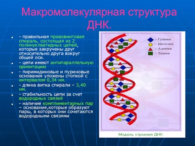 Макромолекулярная структура ДНК. - правильная правовинтовая спираль, состоящая из 2 полинуклеатидных цепей,