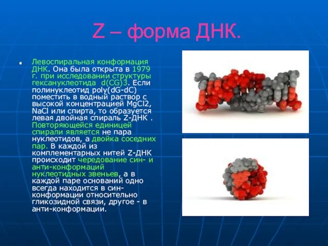 Z – форма ДНК. Левоспиральная конформация ДНК. Она была открыта в 1979