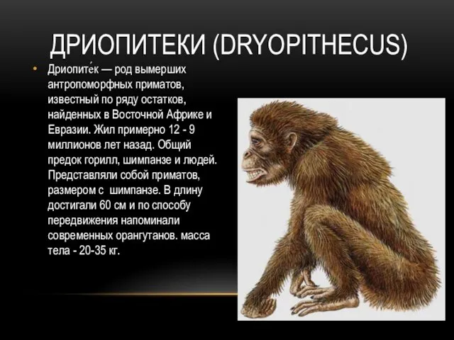 ДРИОПИТЕКИ (DRYOPITHECUS) Дриопите́к — род вымерших антропоморфных приматов, известный по ряду остатков,