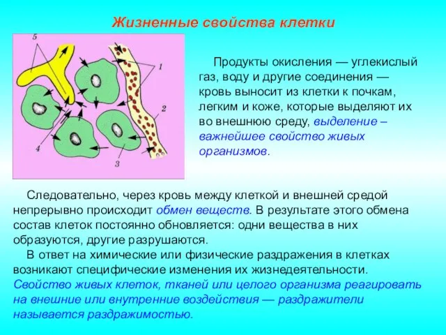 Жизненные свойства клетки Следовательно, через кровь между клеткой и внешней средой непрерывно