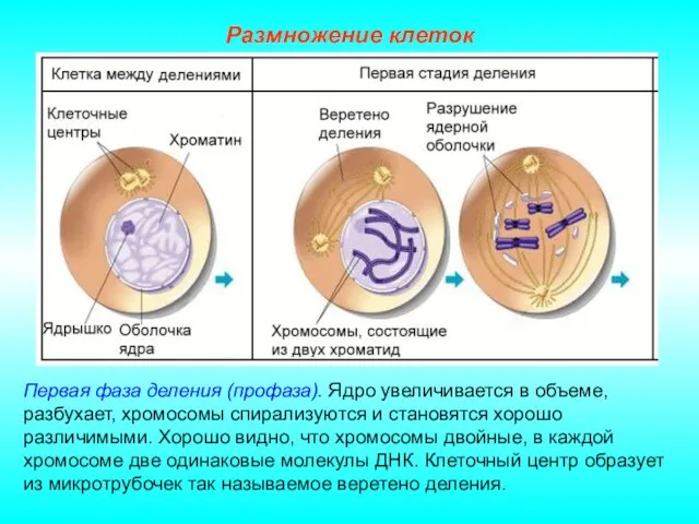 Размножение клеток Первая фаза деления (профаза). Ядро увеличивается в объеме, разбухает, хромосомы