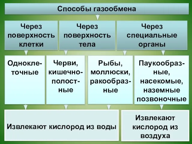 Однокле-точные Черви, кишечно-полост-ные Рыбы, моллюски, ракообраз-ные Паукообраз-ные, насекомые, наземные позвоночные Извлекают кислород