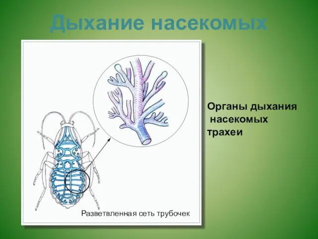 Дыхание насекомых Органы дыхания насекомых трахеи Разветвленная сеть трубочек