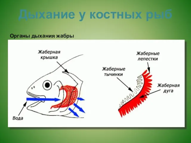 Дыхание у костных рыб Органы дыхания жабры