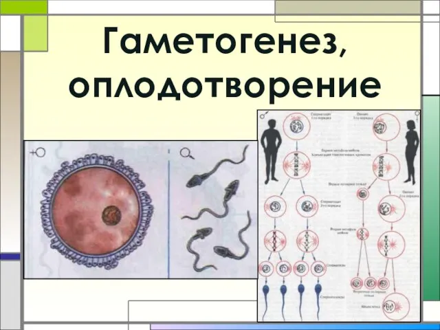 Презентация на тему Гаметогенез оплодотворение