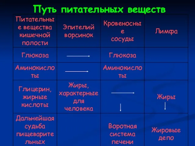 Путь питательных веществ