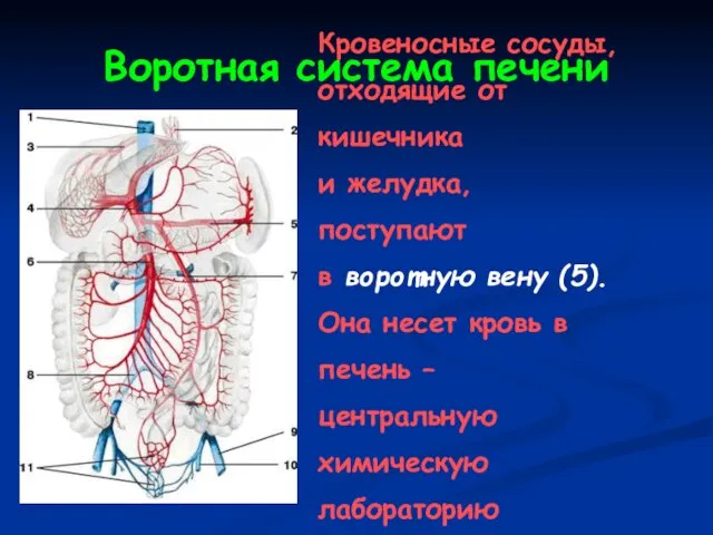 Воротная система печени Кровеносные сосуды, отходящие от кишечника и желудка, поступают в