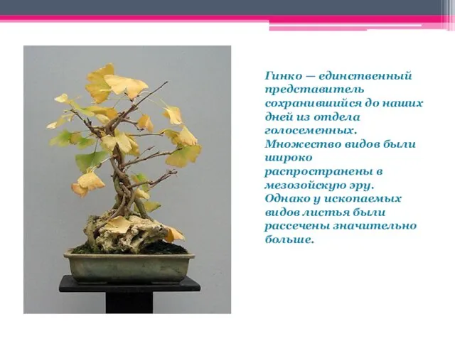 Гинко — единственный представитель сохранившийся до наших дней из отдела голосеменных. Множество