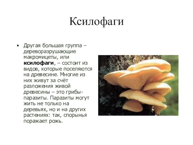 Ксилофаги Другая большая группа – дереворазрушающие макромицеты, или ксилофаги, – состоит из