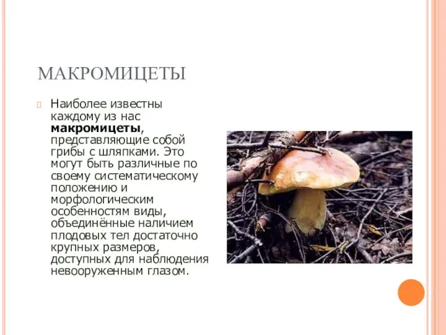МАКРОМИЦЕТЫ Наиболее известны каждому из нас макромицеты, представляющие собой грибы с шляпками.