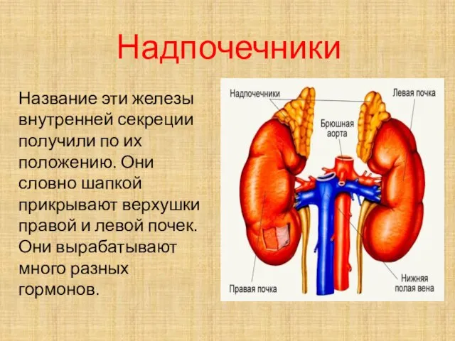 Надпочечники Название эти железы внутренней секреции получили по их положению. Они словно