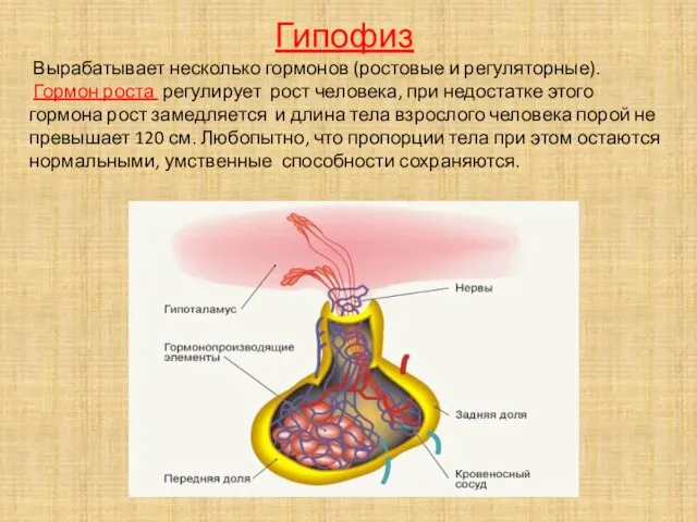 Гипофиз Вырабатывает несколько гормонов (ростовые и регуляторные). Гормон роста регулирует рост человека,