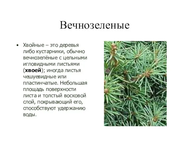 Вечнозеленые Хвойные – это деревья либо кустарники, обычно вечнозелёные с цельными игловидными
