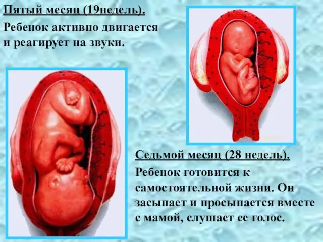 Пятый месяц (19недель). Ребенок активно двигается и реагирует на звуки. Седьмой месяц