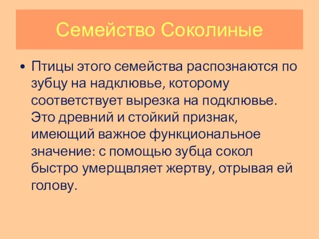 Семейство Соколиные Птицы этого семейства распознаются по зубцу на надклювье, которому соответствует