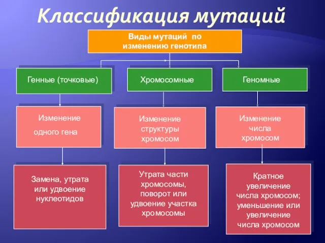 Классификация мутаций Виды мутаций по изменению генотипа