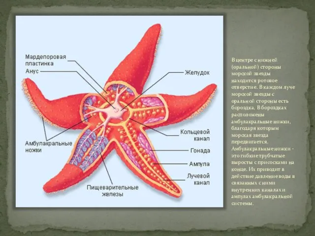 В центре с нижней (оральной) стороны морской звезды находится ротовое отверстие. В