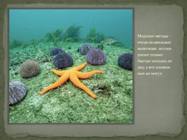Морские звезды - очень подвижные животные, но они умеют только быстро ползать
