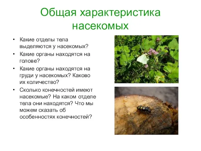 Общая характеристика насекомых Какие отделы тела выделяются у насекомых? Какие органы находятся
