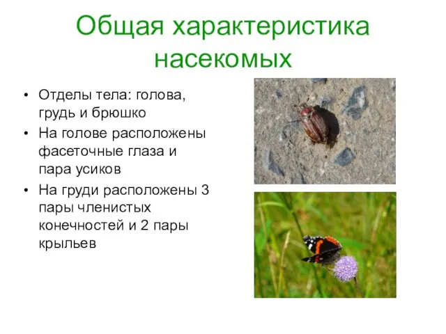 Общая характеристика насекомых Отделы тела: голова, грудь и брюшко На голове расположены
