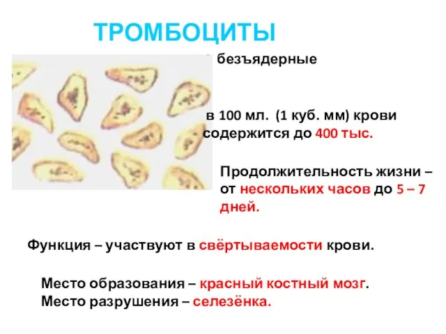 ТРОМБОЦИТЫ безъядерные в 100 мл. (1 куб. мм) крови содержится до 400