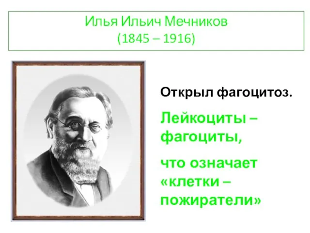 Илья Ильич Мечников (1845 – 1916) Открыл фагоцитоз. Лейкоциты – фагоциты, что означает «клетки – пожиратели»