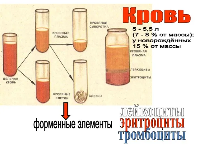 Кровь форменные элементы лейкоциты эритроциты тромбоциты 5 - 5,5 л (7 -