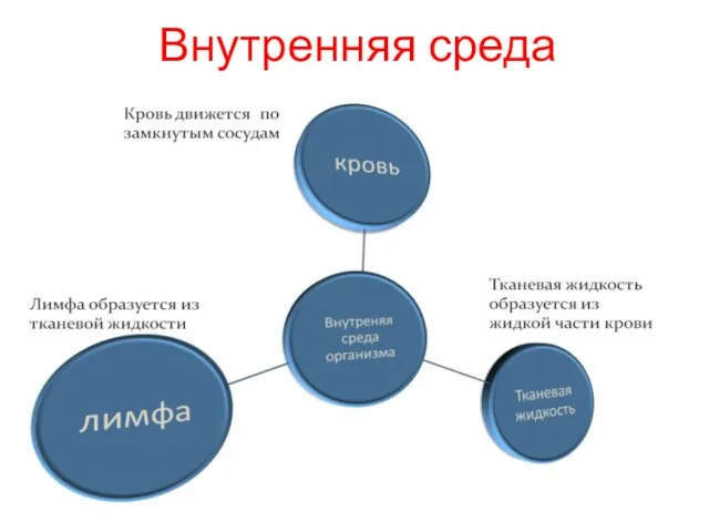 Презентация на тему Внутренняя среда