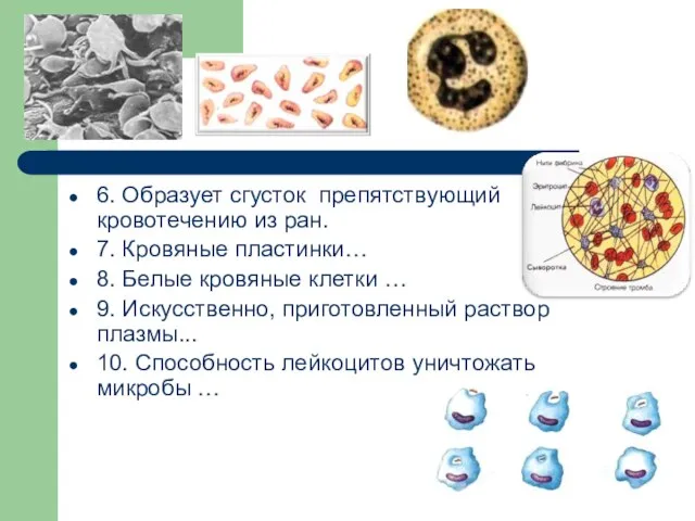 6. Образует сгусток препятствующий кровотечению из ран. 7. Кровяные пластинки… 8. Белые