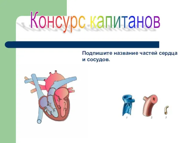 Консурс капитанов Подпишите название частей сердца и сосудов.