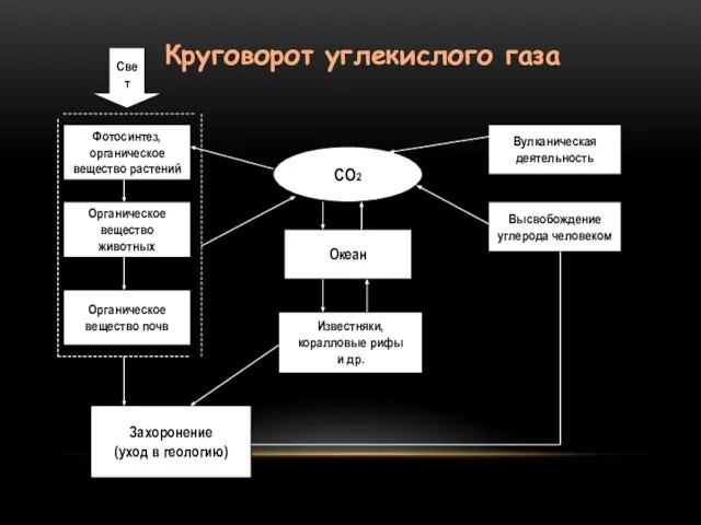 Круговорот углекислого газа Фотосинтез, органическое вещество растений Органическое вещество животных Органическое вещество