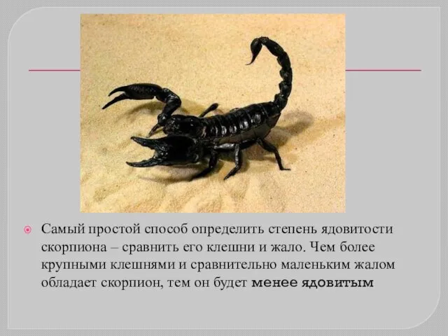 Самый простой способ определить степень ядовитости скорпиона – сравнить его клешни и