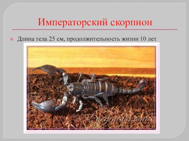 Императорский скорпион Длина тела 25 см, продолжительность жизни 10 лет