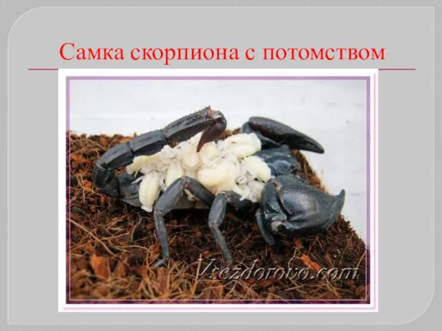 Самка скорпиона с потомством
