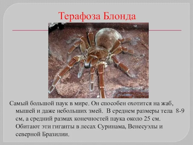 Терафоза Блонда Самый большой паук в мире. Он способен охотится на жаб,