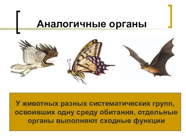 Аналогичные органы У животных разных систематических групп, освоивших одну среду обитания, отдельные органы выполняют сходные функции