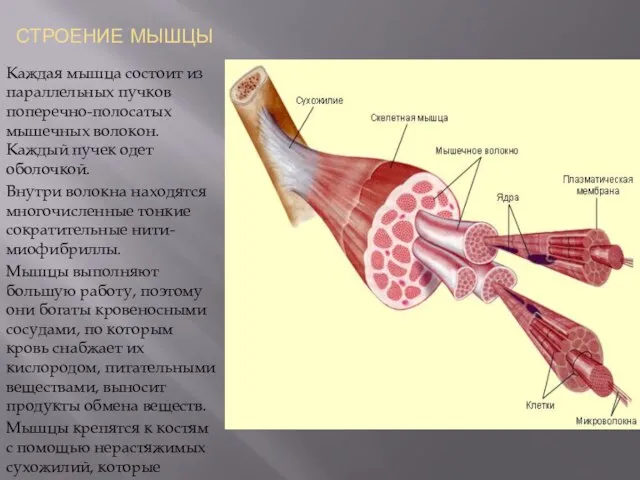 СТРОЕНИЕ МЫШЦЫ Каждая мышца состоит из параллельных пучков поперечно-полосатых мышечных волокон. Каждый
