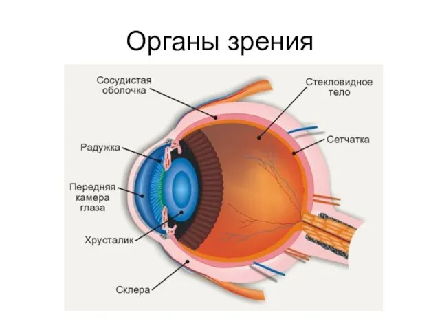 Органы зрения