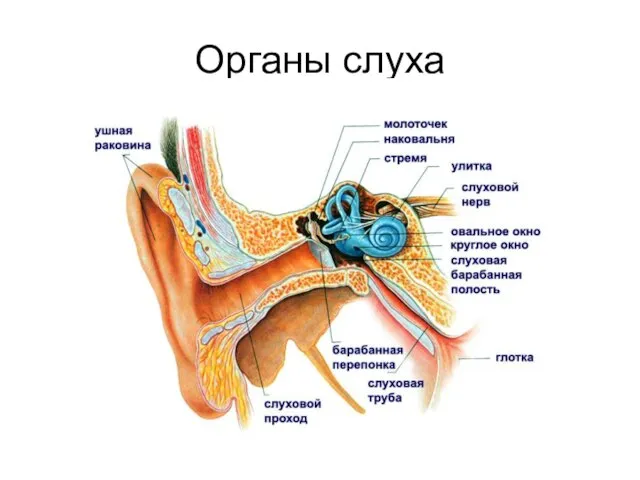 Органы слуха