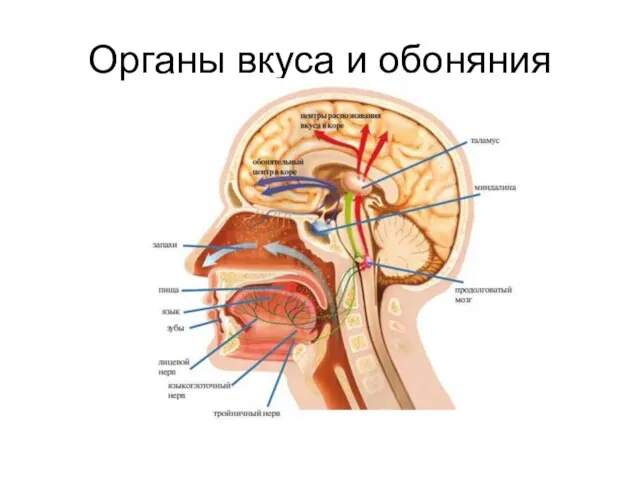 Органы вкуса и обоняния