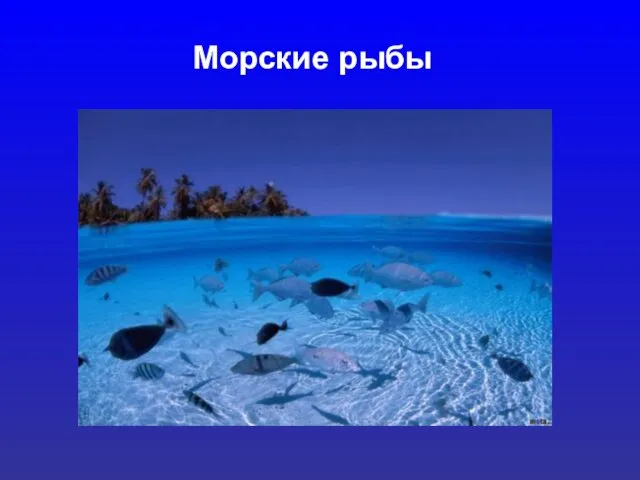 Презентация на тему Морские рыбы